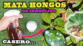 SOLUCIÓN DEFINITIVA a los HONGOS con este FUNGICIDA CASERO para plantas