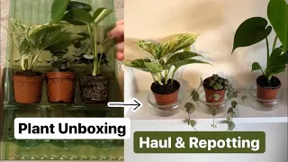 Houseplant Unboxing Haul & Repotting UK online baby plants