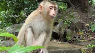 Poor abandon Herro is hungry and cold during heavy rain, he try to find his own foods like others