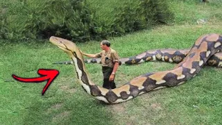 10 Biggest Snakes Ever Discovered In The World