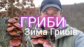 ГРИБНИК ГРИБИ В ГРУДНІ   ЗБИРАВ/ ЗИМОВІ ГРИБИ 2022-2023..mushrooms 🇺🇦