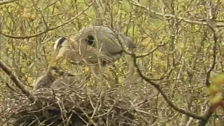 Heron babies, even bigger! 5/04/24, MVI 0092