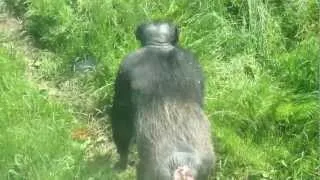 3 year old admiring a chimps bum