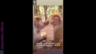 Monkey eating apple meme | Agent Moo