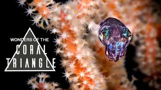 Wonders of the Coral Triangle | Diving in Raja Ampat & Komodo 4K