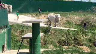 НЕЗАБЫВАЕМОЕ ЗРЕЛИЩЕ! Слонихи Магда и Джени ВЫШЛИ в Большой вольер с прудом! УРА!!!