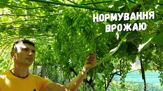 Нормування врожаєм виноградної лози!