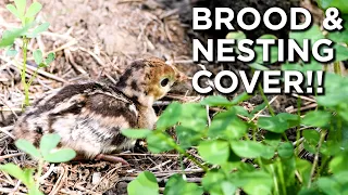 Why You NEED Nesting And Brooding Cover Close For Turkeys!