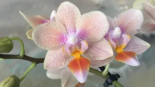 Цветение орхидей в детской. Поливаю, болтаю…(12.01.24)