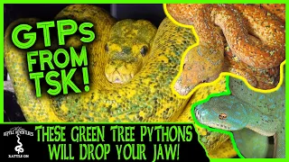 THESE GREEN TREE PYTHONS WILL DROP YOUR JAW!