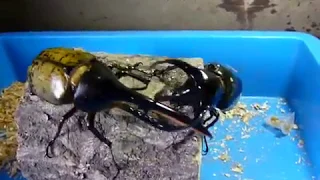 Hercules VS Chalcosoma　ヘラクレスオオカブト VS コーカサスオオカブト