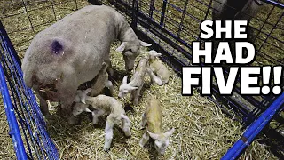 7 DAYS OF LAMBING: DAY ONE (A set of quads & quints ON THE FIRST DAY of LAMBING!) Vlog 347