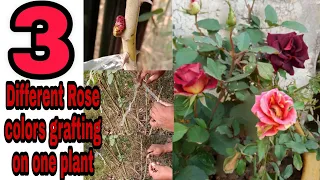 How to Graft Rose plant with wedge Grafting | Rose multiple Colors Grafting | Gardening and Junk Art