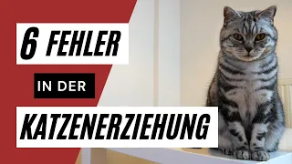 6 Fehler in der Katzenerziehung 🐈 - diese Fehler solltest du vermeiden ⚠️