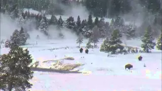 Today Buffalo Arrive At Old Faithful Geyser, Yellowstone National Park