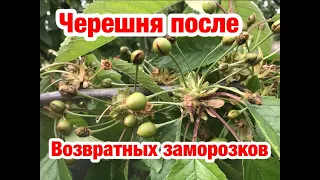 Черешня - возвратные заморозки. Будет ли урожай?