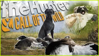 Our First Hunt With The New Labrador Retriever! Geese, Turkeys, & Ducks! Call of the wild