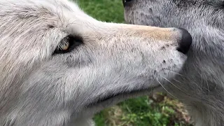 Howls, Kisses, and Growls - Gestures of Intimacy and Enthusiasm for Wolves