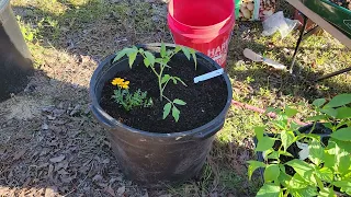 Container Garden//Planting Tomatoes//Nasturtium And Marigolds