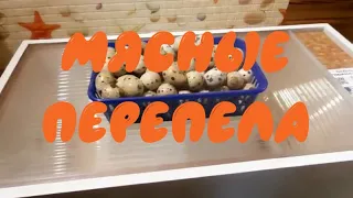 Как вырастить перепелов на мясо