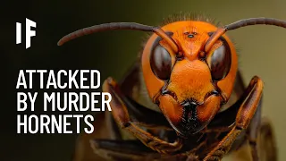 What If You Were Attacked by Murder Hornets?