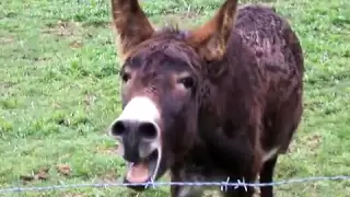 Braying Donkey