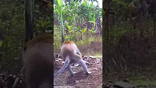 🔴The moment a monkey pest escapes from a trap in a banana plantation