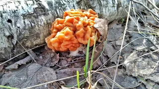 ПЕРВЫЕ ВЕСЕННИЕ ГРИБЫ!!! Удачно заглянул в лес. Сбор грибов строчков