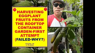 Harvesting Eggplant Fruits From The Rooftop Container Garden (First Attempt-Failed-Why?)