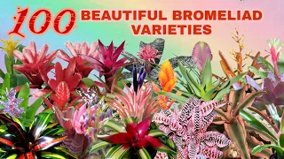 100 BEAUTFUL  BROMELIAD VARIETIES