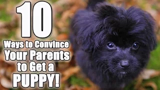 10 Ways to Convince Your Parents to Get a Dog | Parody of "I Don't Know My Name" by Grace Vanderwaal