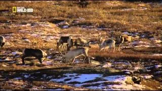 Nordic Wild - Furious Life (Episode 2 of 4) 1080p Part 2/4