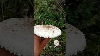 Грибы-зонтики (вкусный гриб)