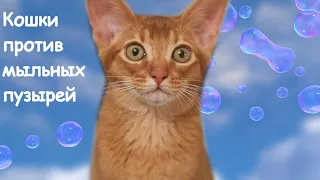 Кошки против мыльных пузырей | Cats VS soap bubbles