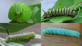 Other Caterpillars Raised in 2021