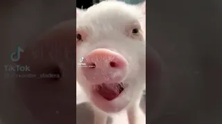 Прикол со свиньей