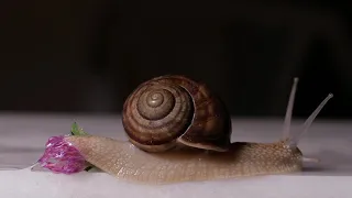 Snail 🐌 #video #ReLaX  #animals #4k