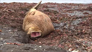 Зевает морской слон/A sea elephant yawns