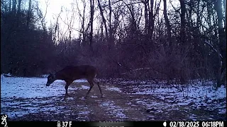 Spring is in the air: Male deer stag follows female doe, in snow