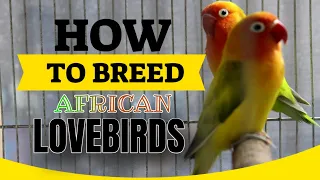 African Lovebird Breeding Tips - How To Breed African Lovebirds - Easy & Simple Way