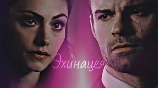 ❤Hayley & Elijah || Эхинацея [HBD rita lokunova]