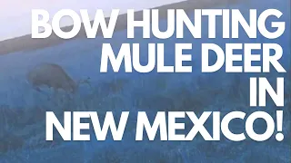 BOW HUNTING MULE DEER IN NEW MEXICO! January 2023