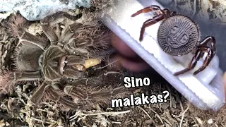 Goliath birdeater tarantula X Oreo trapdoor spider detailed update