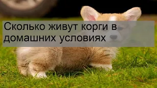 Сколько живут корги в домашних условиях