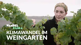 Wird ein Wein sein? |  Klimawandel im Weingarten | WANDELKLIMA