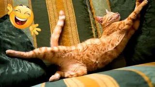 Funny Animal Videos 2022 🐱 Funny Cats and Dogs Videos 😹🐶 71