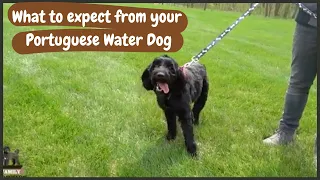 Full Grown Portuguese Water Dog: What to Expect as Weight and Growth