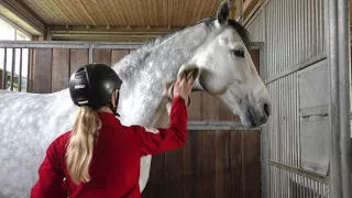 Ein Tag mit Carolin Arning auf dem Landgestüt Celle