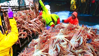 How Are Tens of Millions of King Crabs Caught - Why Are King Crabs So Expensive?