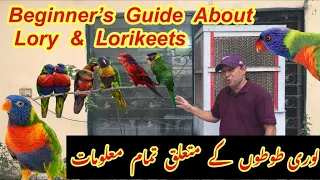 Complete Information About Lorikeet Parrots||Lories And Lorikeets Parrots Breeding Tips||HindiUrdu